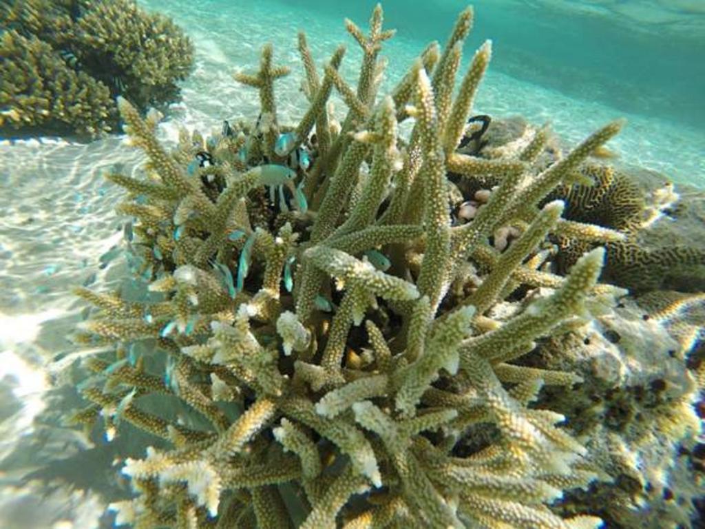 Local Island Inn Hangnaameedhoo Екстериор снимка